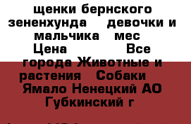 щенки бернского зененхунда. 2 девочки и 2 мальчика(2 мес.) › Цена ­ 22 000 - Все города Животные и растения » Собаки   . Ямало-Ненецкий АО,Губкинский г.